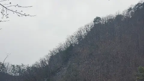 A tree covered hillside with a cloudy sky