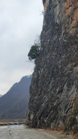 A tree growing on a cliff face