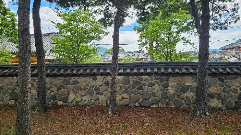 A tree is growing in front of a stone wall