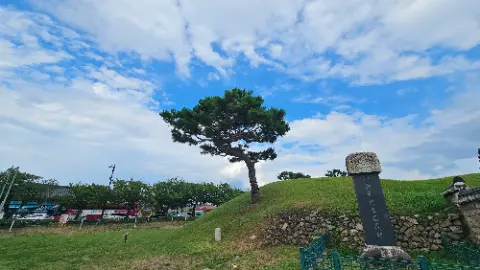 A tree is growing on a hillside with a stone