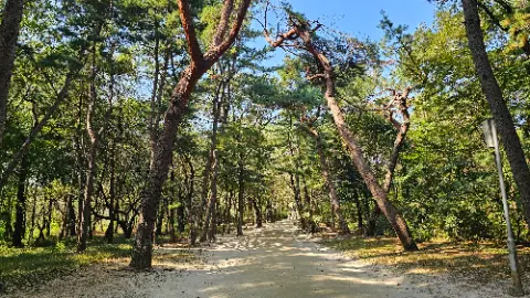 A tree lined pathway in a forest