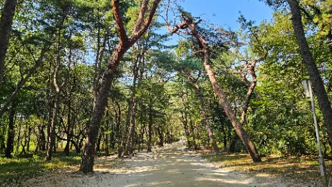 A tree lined pathway with a blue sky above