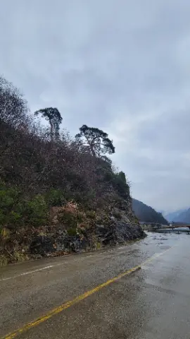 A tree on a hillside with a rocky terrain