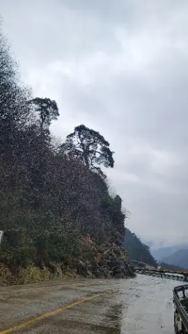 A tree on a hillside with a sign in front