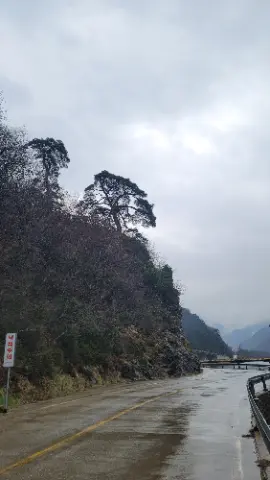 A tree on a hillside with a sign in front
