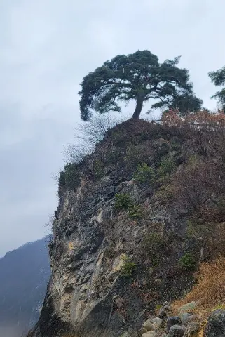 A tree on a rocky hillside with a cloudy sky