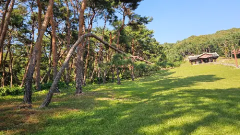 A tree with a bent branch in a field