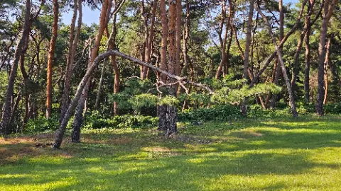 A tree with a large branch that is leaning over