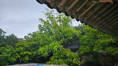 A tree with green leaves and branches