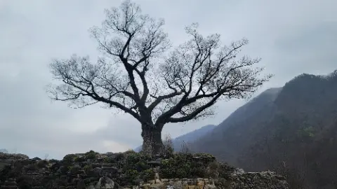 A tree with no leaves on it stands in front
