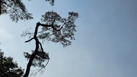 A tree with no leaves on it