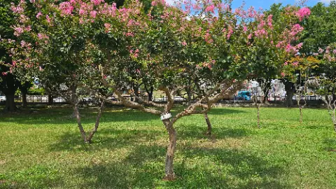 A tree with pink flowers in a park