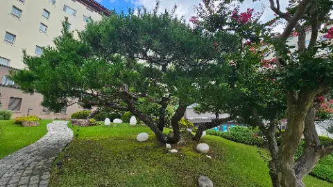 A tree with white balls on the ground