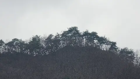 A view of a hill with trees