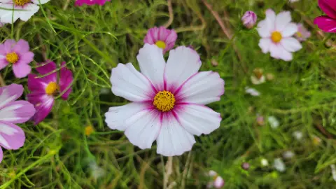 A white and pink flower with a yellow center