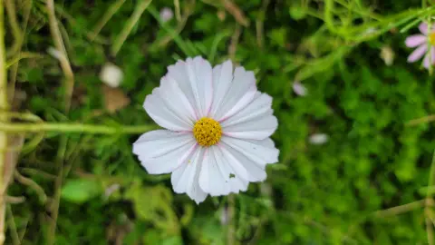 A white flower with a yellow center is in a