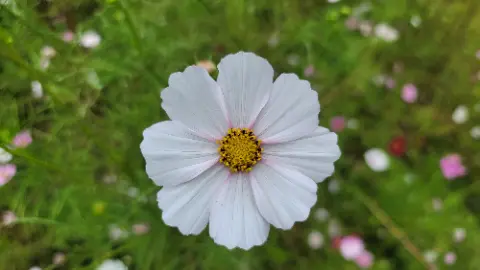 A white flower with yellow center