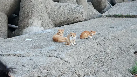 Three orange cats sitting on a rocky surface