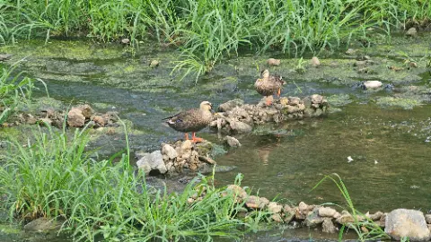 Two ducks standing on rocks in a river
