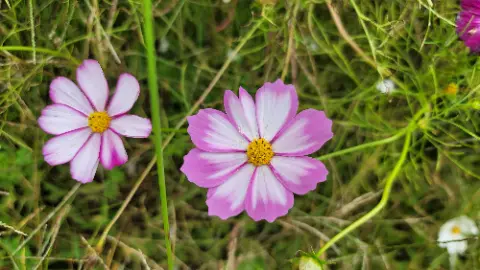 Two purple flowers with yellow centers are growing in the